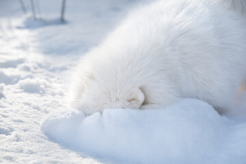 Fototapeta premium Samoyed white dog is playing on snow outside
