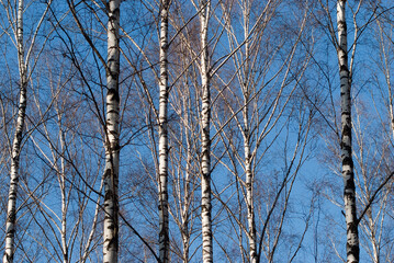 forest background, in the photo trees in the forest against the blue sky