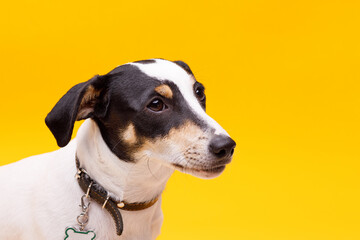 Portraite of adorable, happy puppy of Jack Russell Terrier. Cute smiling dog on yellow background. Free space for text.