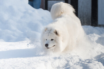 Fototapeta premium Samoyed white dog is running on snow outside