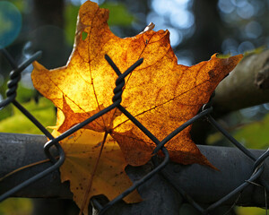 Autumn in the City