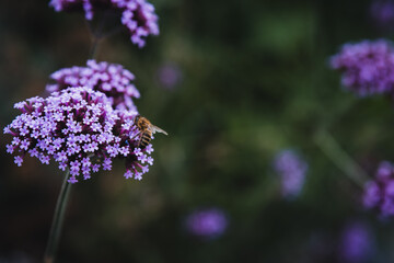 eisenkraut mit biene im garten