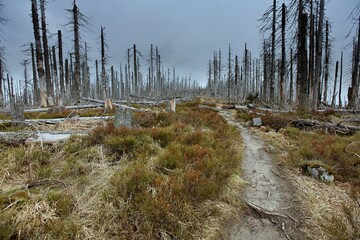 Devasted forest in caues of bark beetle infestation. Sumava National Park and Bavarian Forest,...