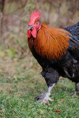 copper maran rooster