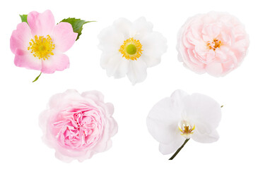 Collection of pink white flowers isolated on white background. Selection of Rosehip, Anemone, Rose, Phalaenopsis