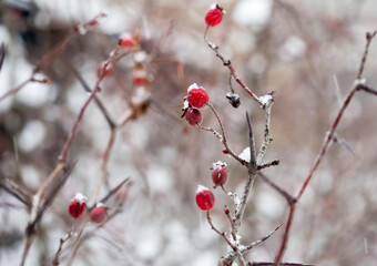 snow-covered branches with red berries .