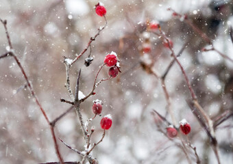 snow-covered branches with red berries .It's snowing.