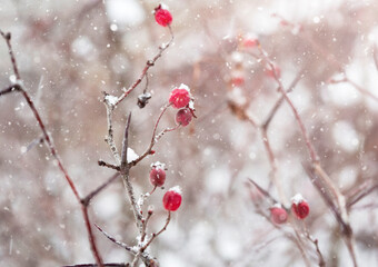 snow-covered branches with red berries .It's snowing.