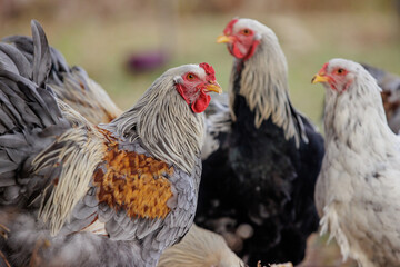 brahma roosters