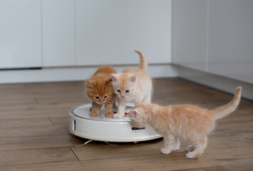 kittens sitting on robotic vacuum cleaner. White vacuum cleaner is working on the floor with calm pet sleeping on it. Clean floor. - obrazy, fototapety, plakaty