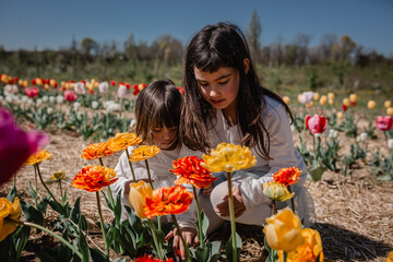 Fototapeta na wymiar two children in white clothes picking tulips sitting in the fielld