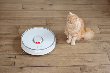 Ginger cat sitting on floor while robotic vacuum cleaner silently working around. Top view on pet cat and vacuum cleaner on wooden floor.