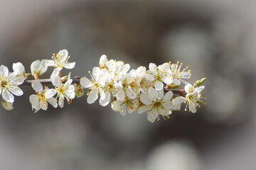 blossom in spring