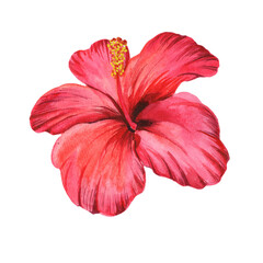 
Watercolor tropical hibiscus flower isolated on white background.