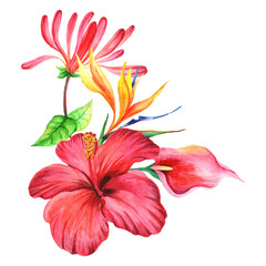 Watercolor hibiscus flower and leaves isolated on white background.