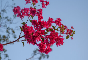 Closeup image of colourful bougainvillea flower also known as paper flower , red flower for home garden 