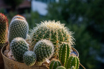A barrel cactus full of long sharp yellow tips in a large pot with other cacti of different types