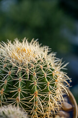 A barrel cactus full of long sharp yellow spikes in a pot with other cacti
