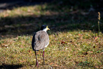 Australian Masked Lapwings (Vanellus miles)
