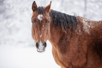 Bay horse in snow