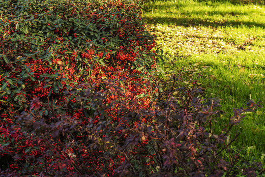 Hedges with a large amount of red berries and grass between cobbled paths in an urban park bathed in some rays of sun