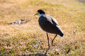 Australian Masked Lapwings (Vanellus miles)
