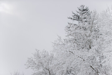winter hoar frost pine trees