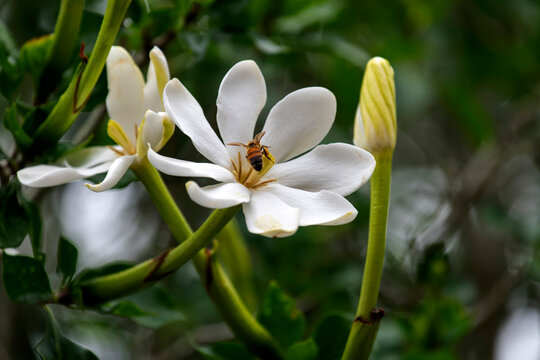 White Gardenia flower
