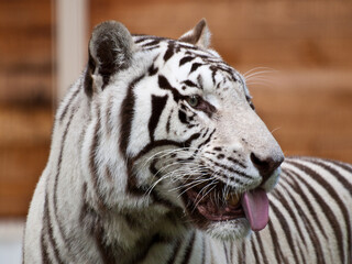 Fototapeta na wymiar white tiger sticking tongeue out
