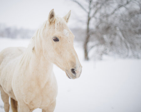 palomino in a snow storm © mallory