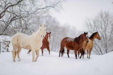 horse herd in snow - obrazy, fototapety, plakaty