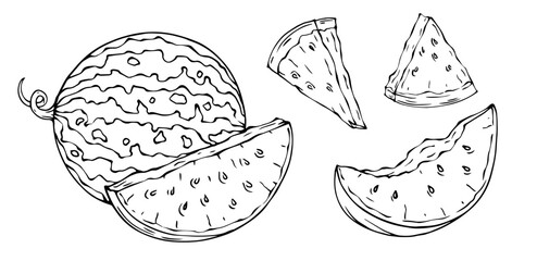 Linear sketches of a summer watermelon and halves of a dietary berry.Vector graphics.