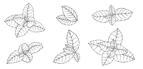 Mint leaves sketch linear.Vector graphics.
