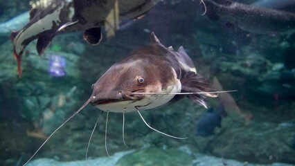 Close-up of a red-tailed catfish swimming underwater