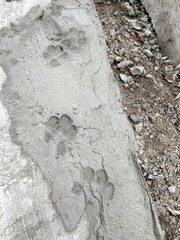 dog's foot print on wet cement