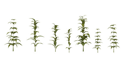 set of plants on white, 3d rendering of png transparent background, suitable for archiviz, architecture visualization gardening design