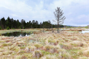 Soumarske raseliniste (moor or peat bog), Sumava national park (Bohemian forest) in Czech Republic....