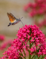 Butterfly foraging pink flowers in the garden of La Romieu collegiate church in the South of France (Gers)