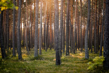 Autumn forest during sunset pine nature trees wood landscape green woodland sunlight Poland wonderland fall
