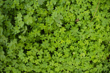 Green oxalis plant texture background