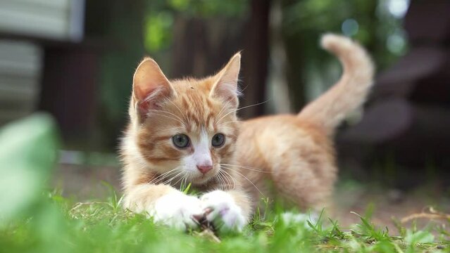 cute ginger kitten playing on the green grass with a bump