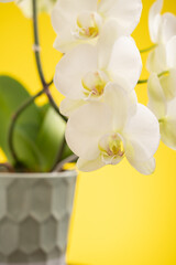 orchids flower in a pot on yellow background.