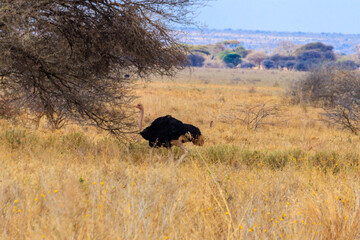 Male ostrich (Struthio camelus) in savanna in Tarangire National park in Tanzania. Wildlife of Africa