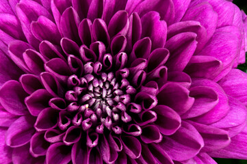 Pink dahlia flower, top view. Love, Valentine's Day