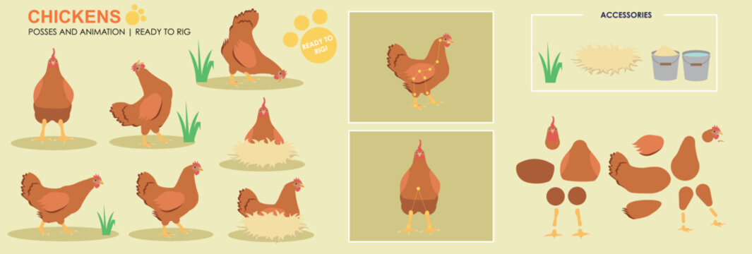 Cute Chicken character ready to animate, multiple angles and poses, orange farm animals chicken for animation, vector collection