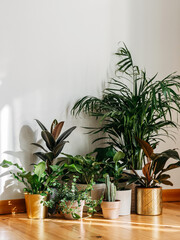 Interior of with many different houseplants. Interior with plants in living room on the floor.