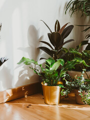 Interior of with many different houseplants. Interior with plants in living room on the floor.