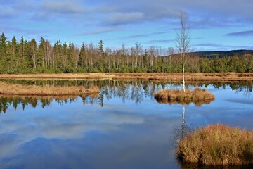 Bohemian forest national park.  Single birch tree on island in peat bog, Chalupska slat, Sumava Mountains National Park, Czech Republic