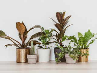 Houseplants in different pots on table against white wall.