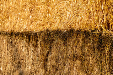 improperly stored hay for horses, toxic food for animals causing digestive problems to farm animals, stinking food